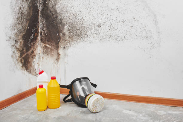 Crawl Space Mold Removal in Altamont, TN