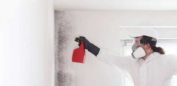 Best Office Mold Removal Services  in Altamont, TN
