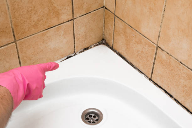 Professional Mold Removal in Altamont, TN